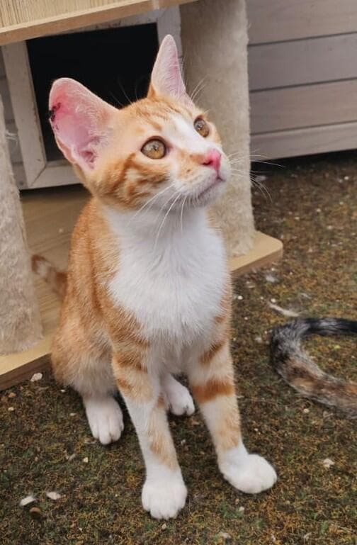 שפיץ ( צילום: באר שבע אוהבת חיות) שפיץ