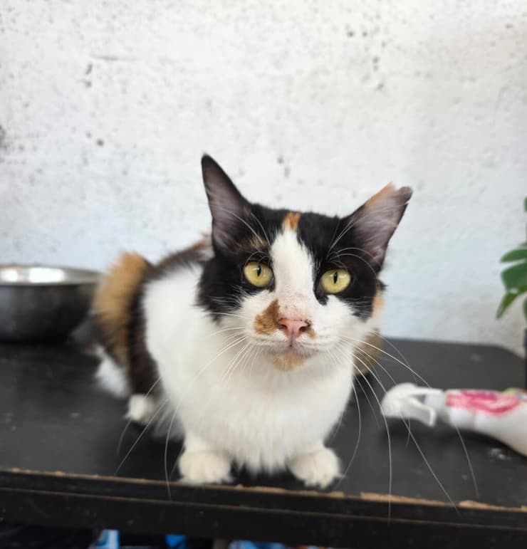 טריקסי ( צילום: עמותת כפר החתולים) טריקסי