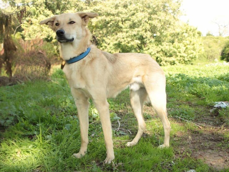 פנגו (צילום: עמותת כלבלאב - אימוץ כלבים בצפון) פנגו