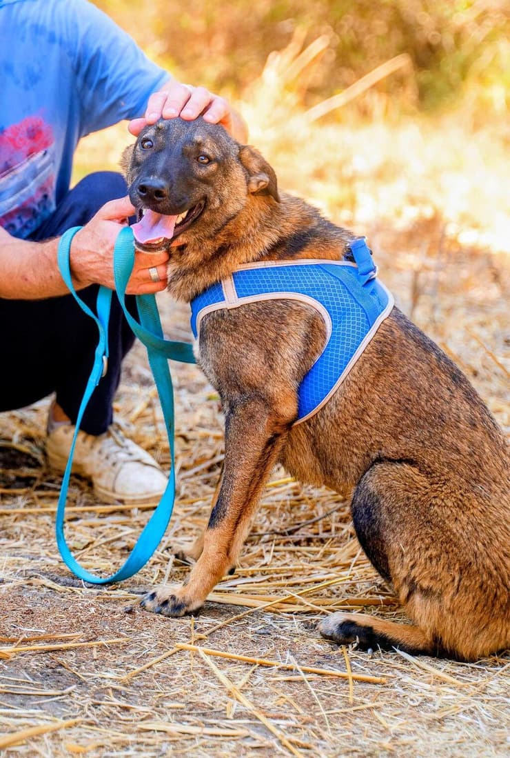 קורה (צילום: עמותת חבר למען הכלבים) קורה