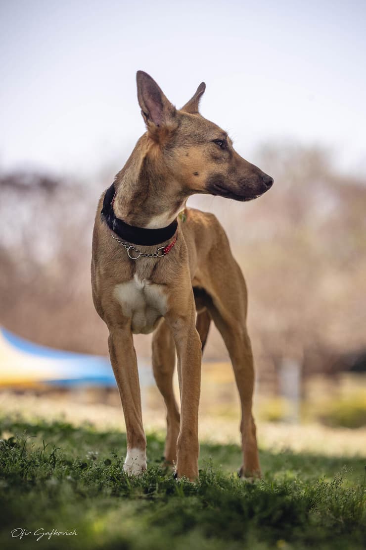 סטפן (צילום: אופיר גפקוביץ) סטפן