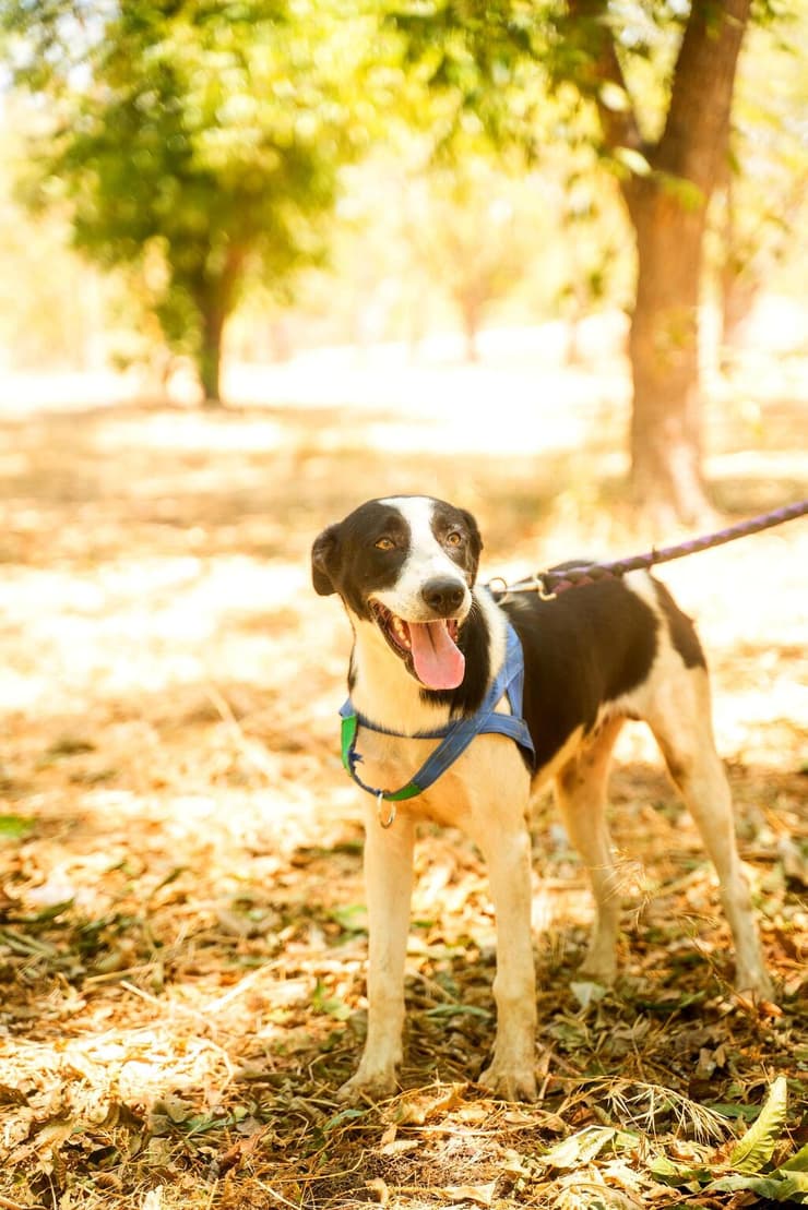 בני (צילום: עמותת חבר למען הכלבים) בני