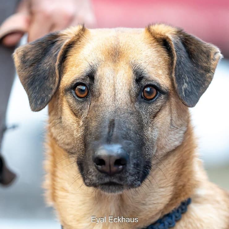 אינדי ( צילום: אייל אקהאוס) אינדי