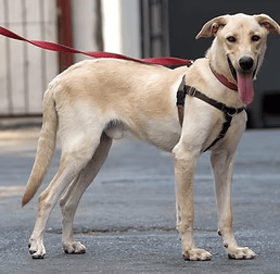 אפולו (צילום: צער בעלי חיים רמת גן והסביבה) אפולו