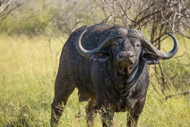 תאו אפריקני