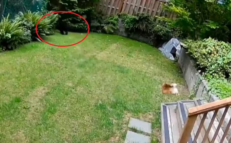 הכלב רודף אחר הדוב (מוקף בעיגול) בחצר