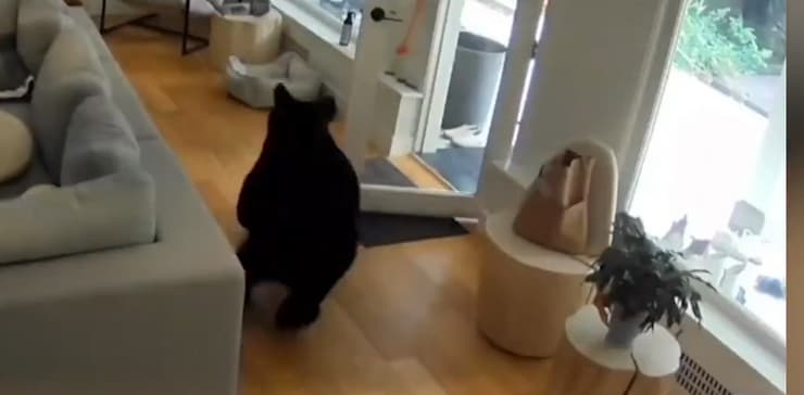 הדוב השחור נמלט מהבית