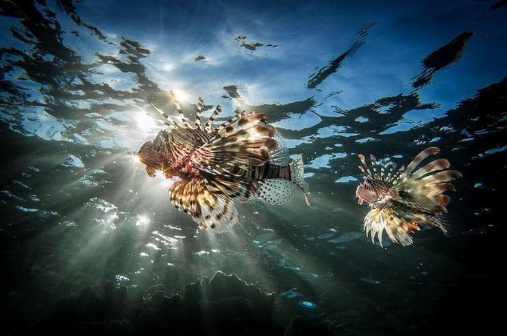 דג זהרון הדור עקץ  גבר כבן 40 בחוף פלמחים, ראשון לציון 