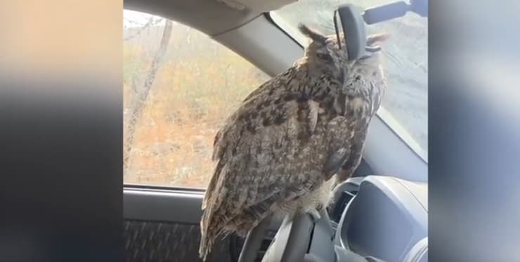 האוח על ההגה