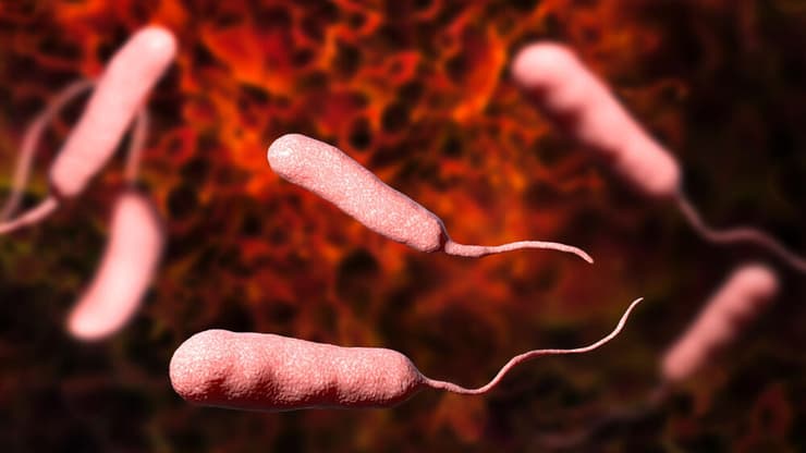 חיידק Vibrio vulnificus, הדמיה בתלת-ממד (צילום: Shutterstock) וִיבְּרִיוֹ וולניפיקוס