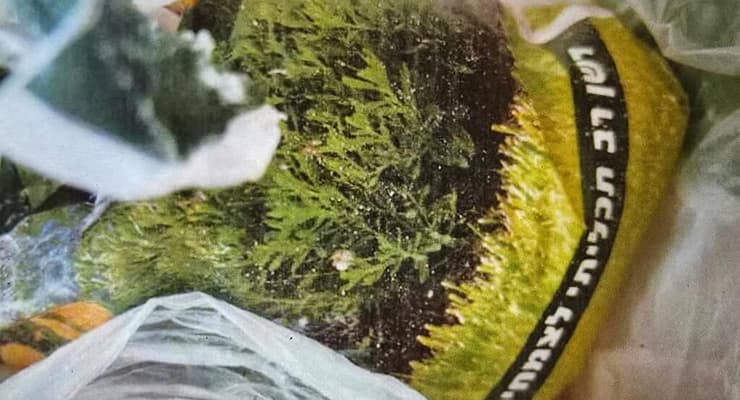 צילום: דוברות המשטרה אב ובן נעצרו בחשד לתכנון מספר פיגועים נגד כוחות הביטחון