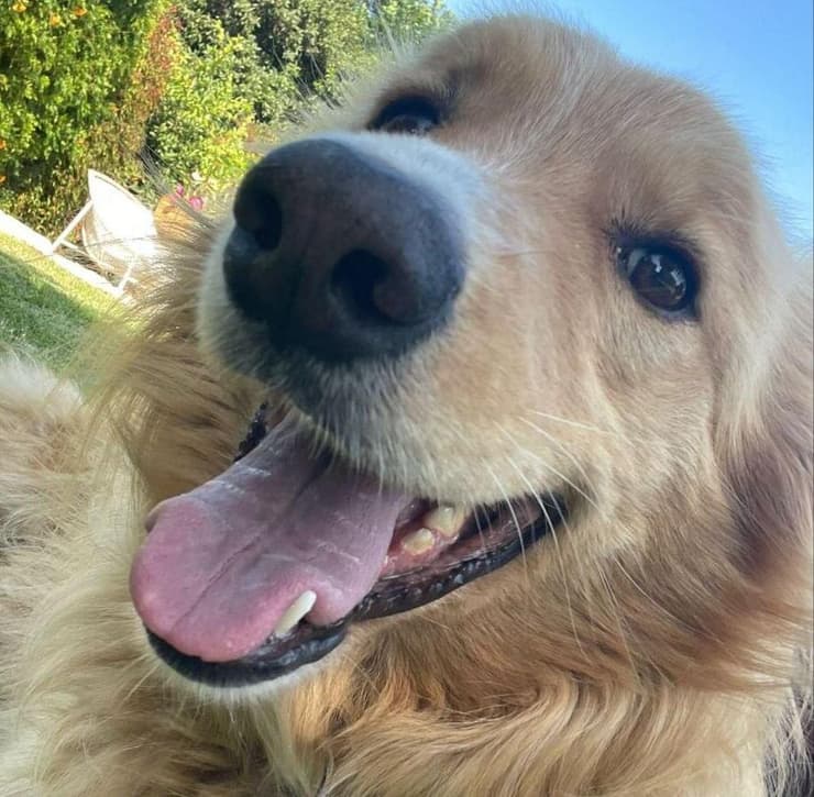 זיווה הכלבה שהורעלה במושב כפר הס