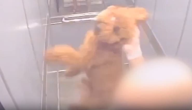 החשוד, לפני שהטיח את הכלב על רצפת המעלית