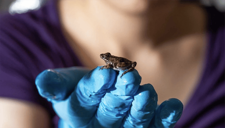 לא רק שנמצא כי הצפרדע שוקעת כולה בתוך המים, מתברר שהיא נמצאת בתוכם במשך רוב הזמן שבו היא נעה ממשטח אחד לשני. הצפרדע על אצבעותיה של אחת החוקרות 