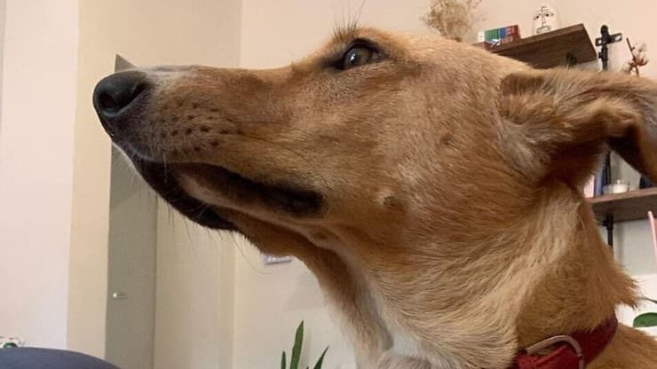 לנה הכלבה שהורעלה במושב כפר הס