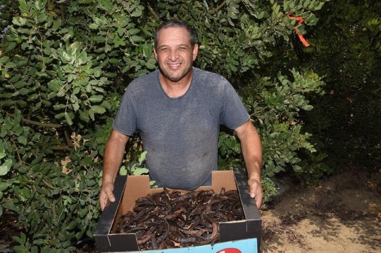 יבול ראשון בקיבוץ דפנה