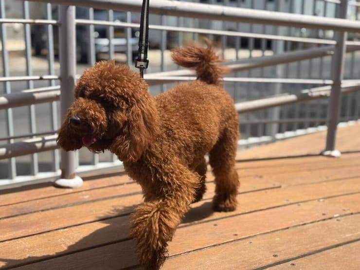 הכלב נלקח לטיפול