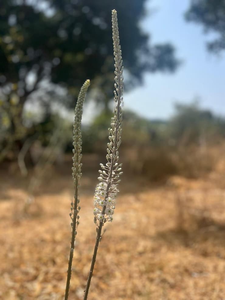 חצב פורח בתל אביב
