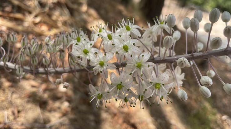 חצב פורח בבית ספר שדה שקמים של החברה להגנת הטבע