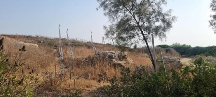 חצב פורח בבית ספר שדה חוף הכרמל של החברה להגנת הטבע