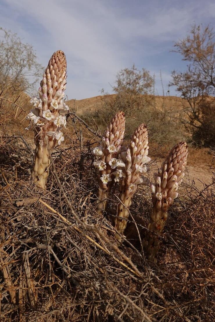 יחנוק עיוור בדרום