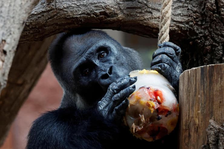 גל חום שריפות אירופה גורילה אוכלת גלידה גן חיות פראג צ'כיה