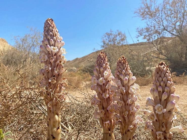 יחנוק בעין סהרונים 