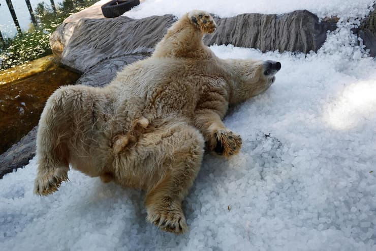 גל חום שריפות אירופה דוב קוטב גן חיות פראג צ'כיה