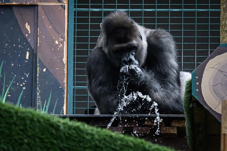 גל חום שריפות אירופה גן חיות גורילה צרפת