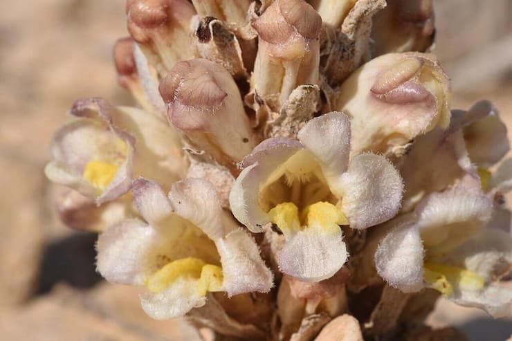 יחנוק מימי בדרום הארץ