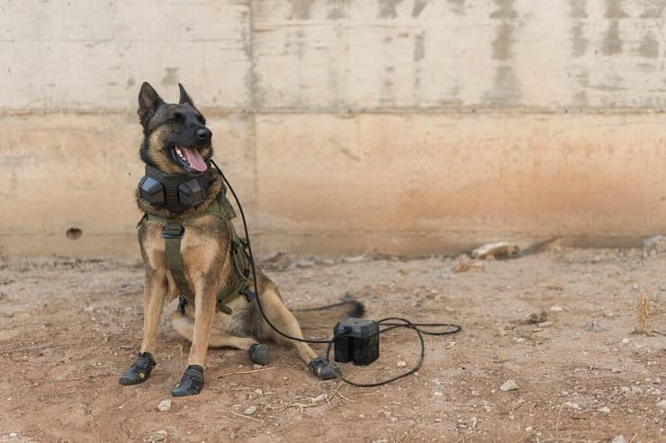 כלב עם יחידת קירור ניידת (צילום: סער שוורץ, HIT) כלב עם יחידת קירור ניידת