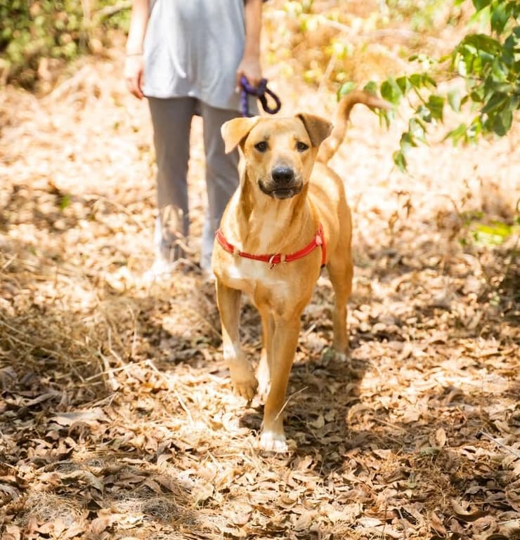 צ'ייסר (צילום: עמותת חבר למען הכלבים) צייסר