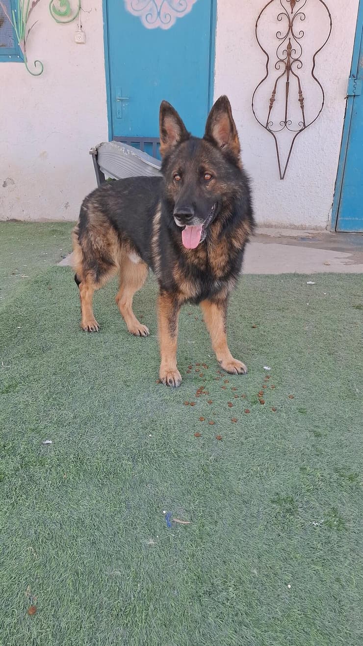 ג'יימס (צילום: עמותת החיות ואנחנו) ג'יימס