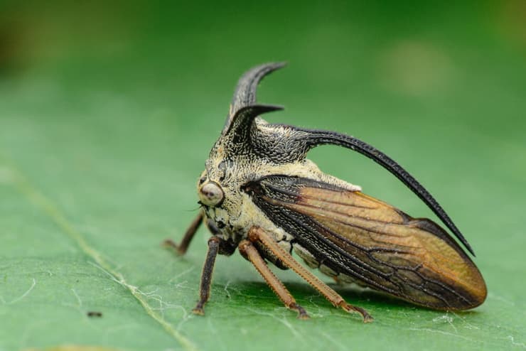 מבנים ייחודיים שכנראה מסייעים לחוש מטענים חשמליים. גבנונית על עלה 