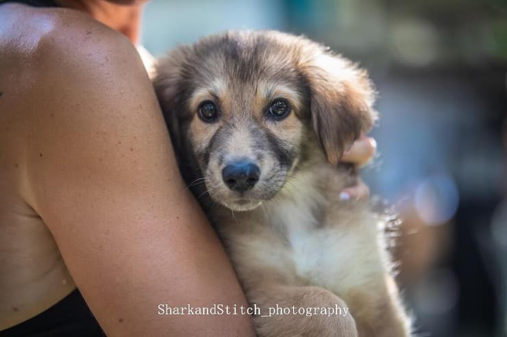 ברטה (צילום: sharkandstich photography) ברטה