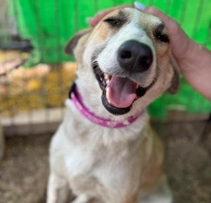 שאנל (צילום: עמותת S.O.S חיות) שאנל ירוחם