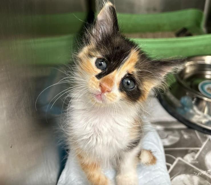 פפר (צילום: באר שבע אוהבת חיות) פפר