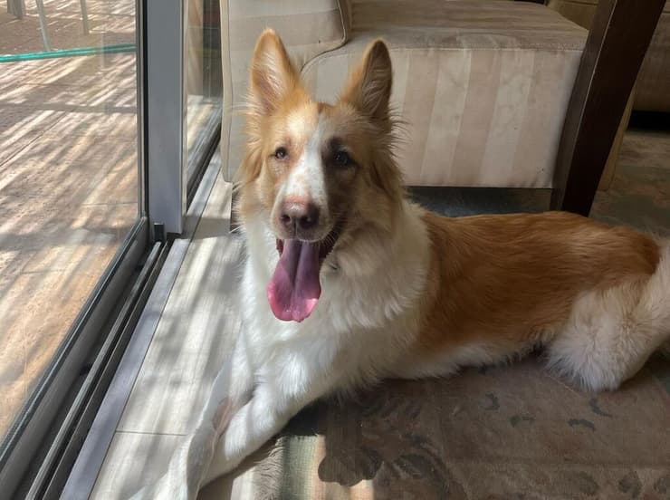 טופי (צילום: עמותת S.O.S חיות) טופי