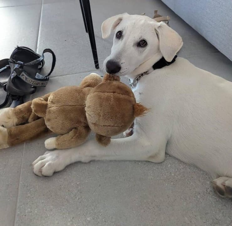 כוכי (צילום: עמותת בשביל בעלי החיים) כוכי