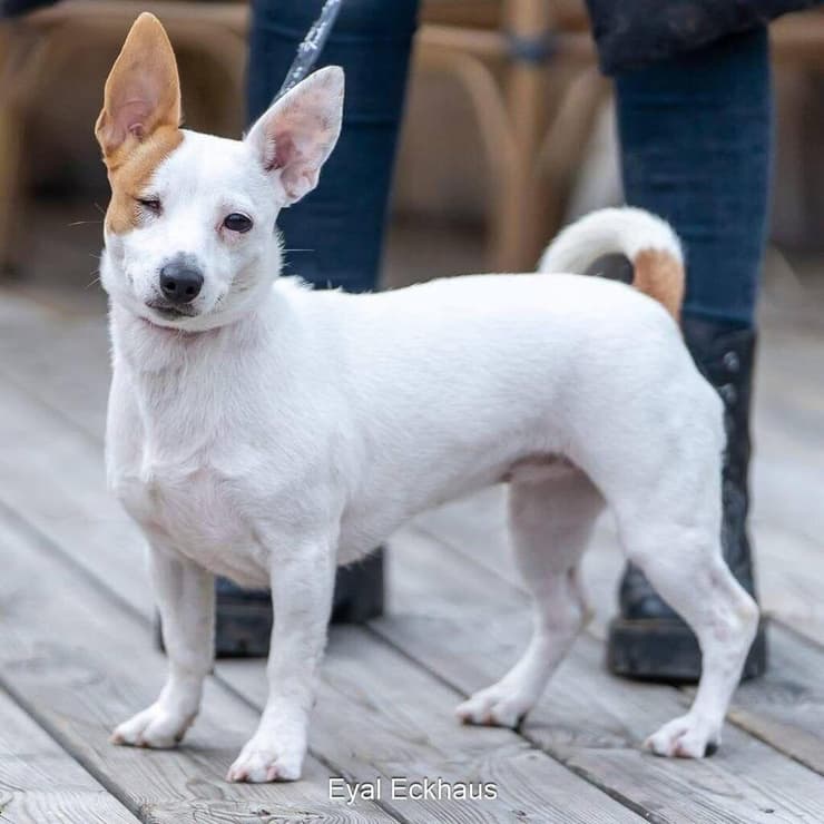 מיני (צילום: אייל אקהאוס) מיני