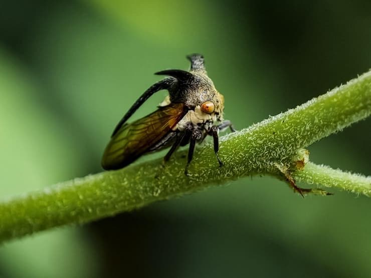גבנונית מהמין Centrotus cornutus על ענף עץ
