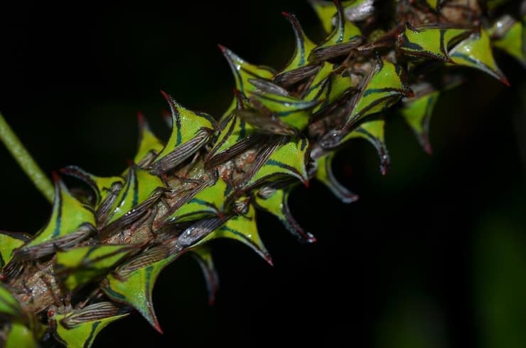 המבנים הייחודיים משמשים כנראה גם להסוואה, חקיינות והתגוננות. גבנוניתיים דמויי קוצים מהמין Umbonia crassicornis על ענף עץ 