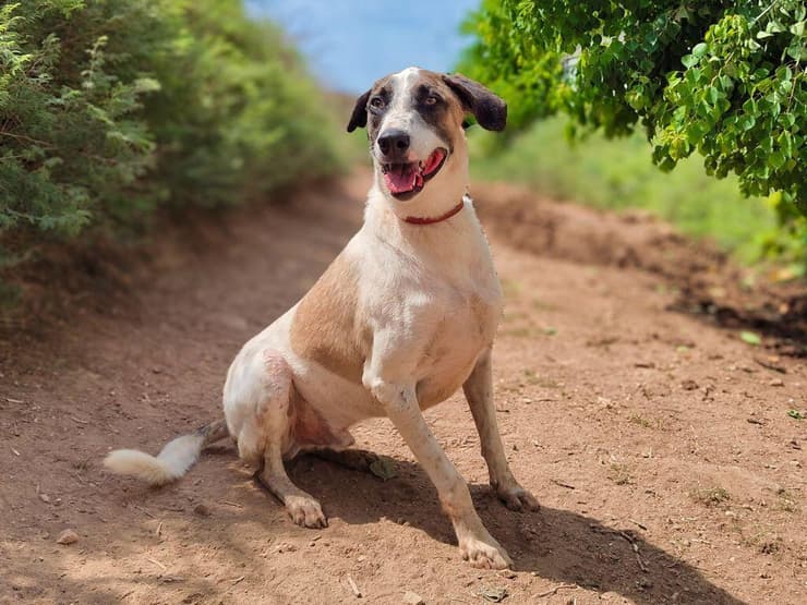 מילקי (צילום: עמותת כלבלאב - אימוץ כלבים בצפון) מילקי