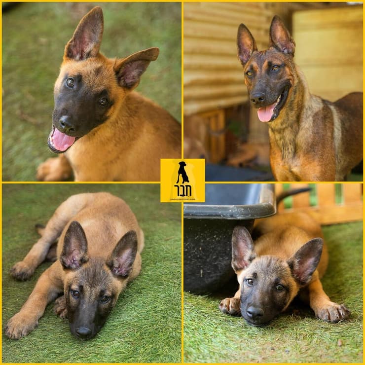 אמא ושלושה גורים (צילום: עמותת חבר למען הכלבים) אמא ושלושה גורים