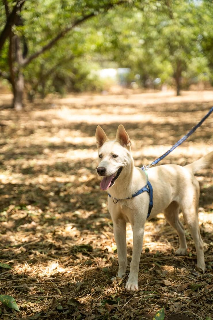 נלה (צילום: עמותת חבר למען הכלבים) נלה