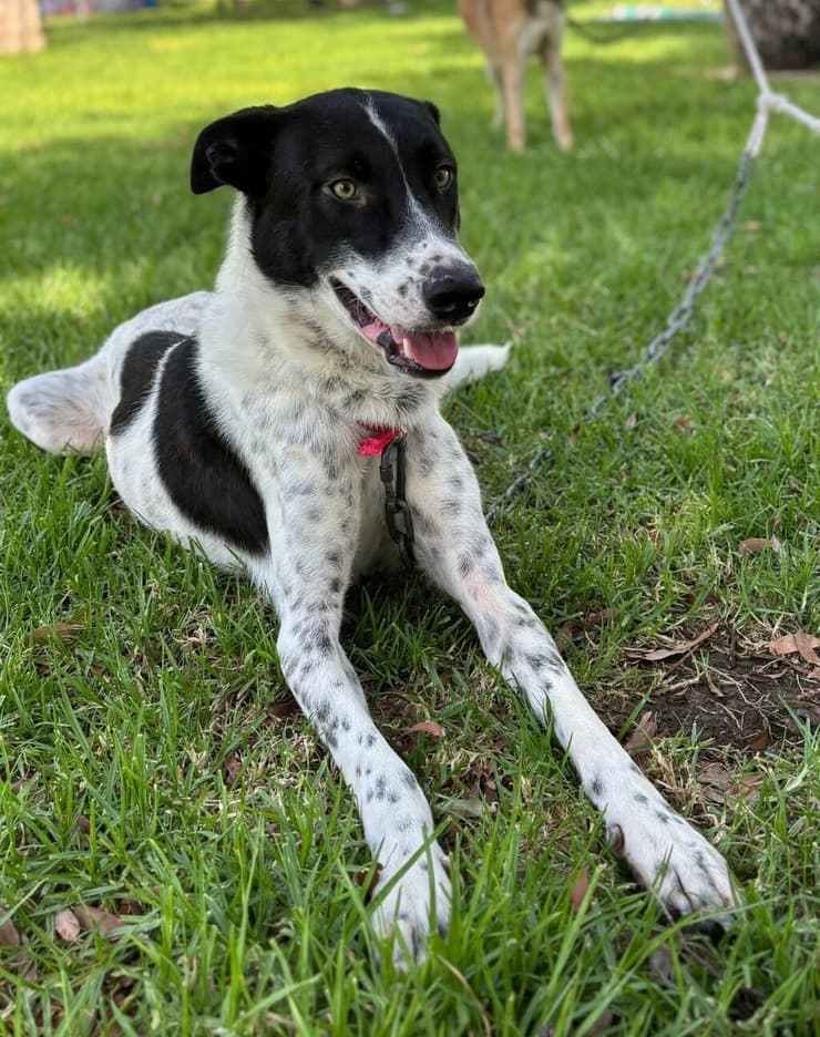 חוטם (צילום: באר שבע אוהבת חיות) חוטם
