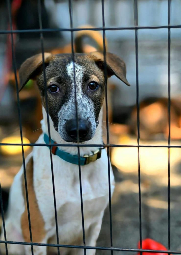 אסאי (צילום: אייל אקהאוס) אסאי