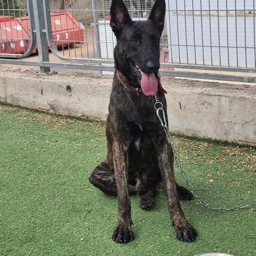 אודי (צילום: עמותת בשביל בעלי החיים) אודי