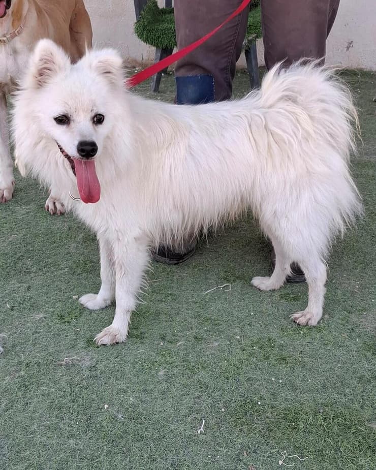 שלגי (צילום: עמותת החיות ואנחנו) שלגי