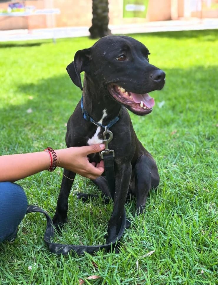 שפריצה (צילום: באר שבע אוהבת חיות) שפריצה